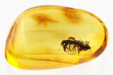 Detailed Fossil Moss In Baltic Amber #272244-1